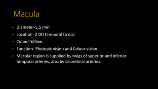 Macula
• Diameter-5.5 mm
• Location- 2 DD temporal to disc
• Colour-Yellow
• Function- Photopic vision and Colour vision
• Macular region is supplied by twigs of superior and inferior
temporal arteries, also by cilioretinal arteries.
 