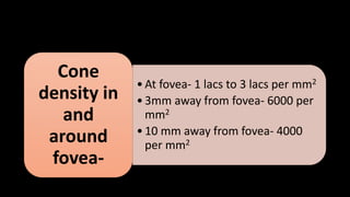 •At fovea- 1 lacs to 3 lacs per mm2
•3mm away from fovea- 6000 per
mm2
•10 mm away from fovea- 4000
per mm2
Cone
density in
and
around
fovea-
 