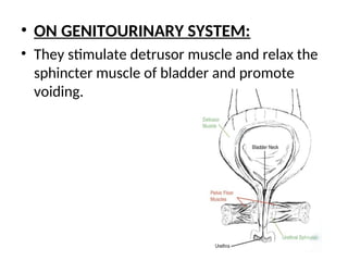 • ON GENITOURINARY SYSTEM:
• They stimulate detrusor muscle and relax the
sphincter muscle of bladder and promote
voiding.
 