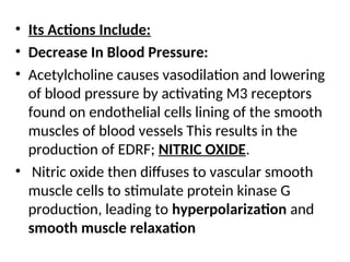 • Its Actions Include:
• Decrease In Blood Pressure:
• Acetylcholine causes vasodilation and lowering
of blood pressure by activating M3 receptors
found on endothelial cells lining of the smooth
muscles of blood vessels This results in the
production of EDRF; NITRIC OXIDE.
• Nitric oxide then diffuses to vascular smooth
muscle cells to stimulate protein kinase G
production, leading to hyperpolarization and
smooth muscle relaxation
 