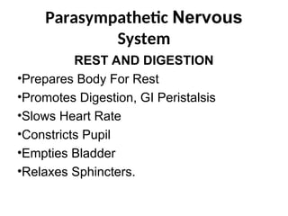 Parasympathetic Nervous
System
REST AND DIGESTION
•Prepares Body For Rest
•Promotes Digestion, GI Peristalsis
•Slows Heart Rate
•Constricts Pupil
•Empties Bladder
•Relaxes Sphincters.
 