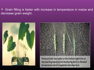  Grain filling is faster with increase in temperature in maize and
decrease grain weight .
 