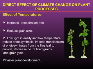DIRECT EFFECT OF CLIMATE CHANGE ON PLANT
PROCESSES
Effect of Temperature:-
 Increase transpiration rate
 Reduce grain size.
 Low light intensity and low temperature
reduce photosynthesis, impede translocation
of photosynthates from the flag leaf to
panicle, decrease no. of filled grains
and grain yield.
Faster plant development.
 