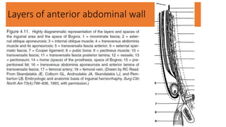 Layers of anterior abdominal wall
 