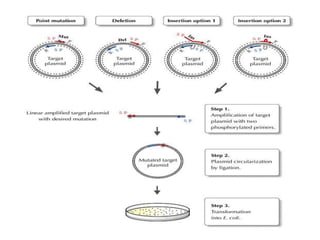 Directed Evolution Overview Directed evolution | PPTX