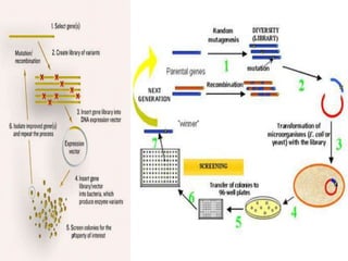 Directed Evolution Overview Directed evolution | PPTX