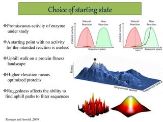 Choice of starting state
Promiscuous activity of enzyme
under study
A starting point with no activity
for the intended reaction is useless
Uphill walk on a protein fitness
landscape
Higher elevation means
optimized proteins
Ruggedness affects the ability to
find uphill paths to fitter sequences
Romero and Arnold ,2009
 