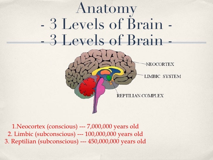 Directed Study Neuromarketing