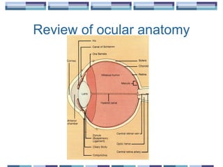 Review of ocular anatomy
 
