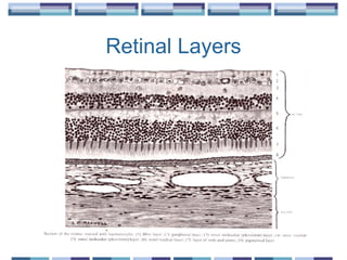 Retinal Layers
 