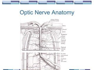 Optic Nerve Anatomy
 