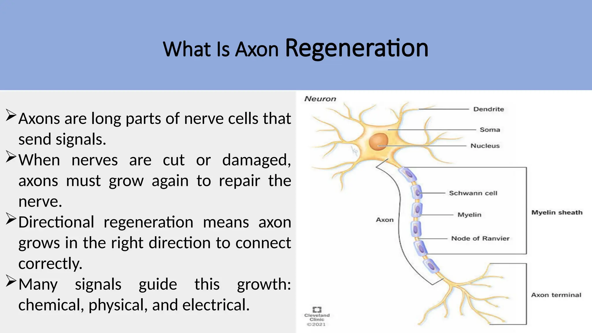 Directional Regeneration of Real Neuronal Axons and Their.pptx