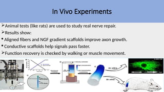 Directional Regeneration of Real Neuronal Axons and Their.pptx