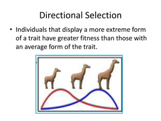 Directional Selection
• Individuals that display a more extreme form
  of a trait have greater fitness than those with
  an average form of the trait.
 