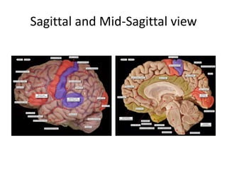Directional Terminology & Planes of the Brain.pptx