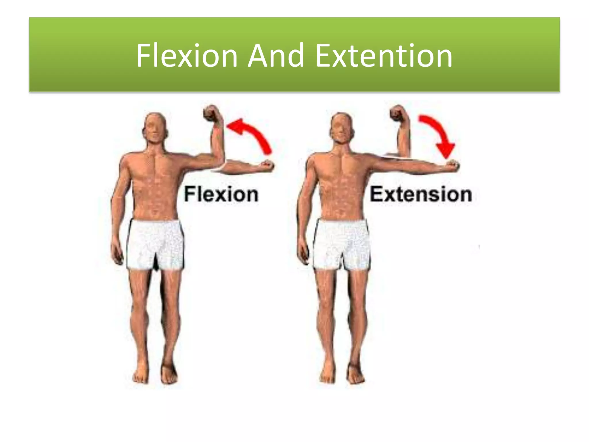 Flexion And Extention