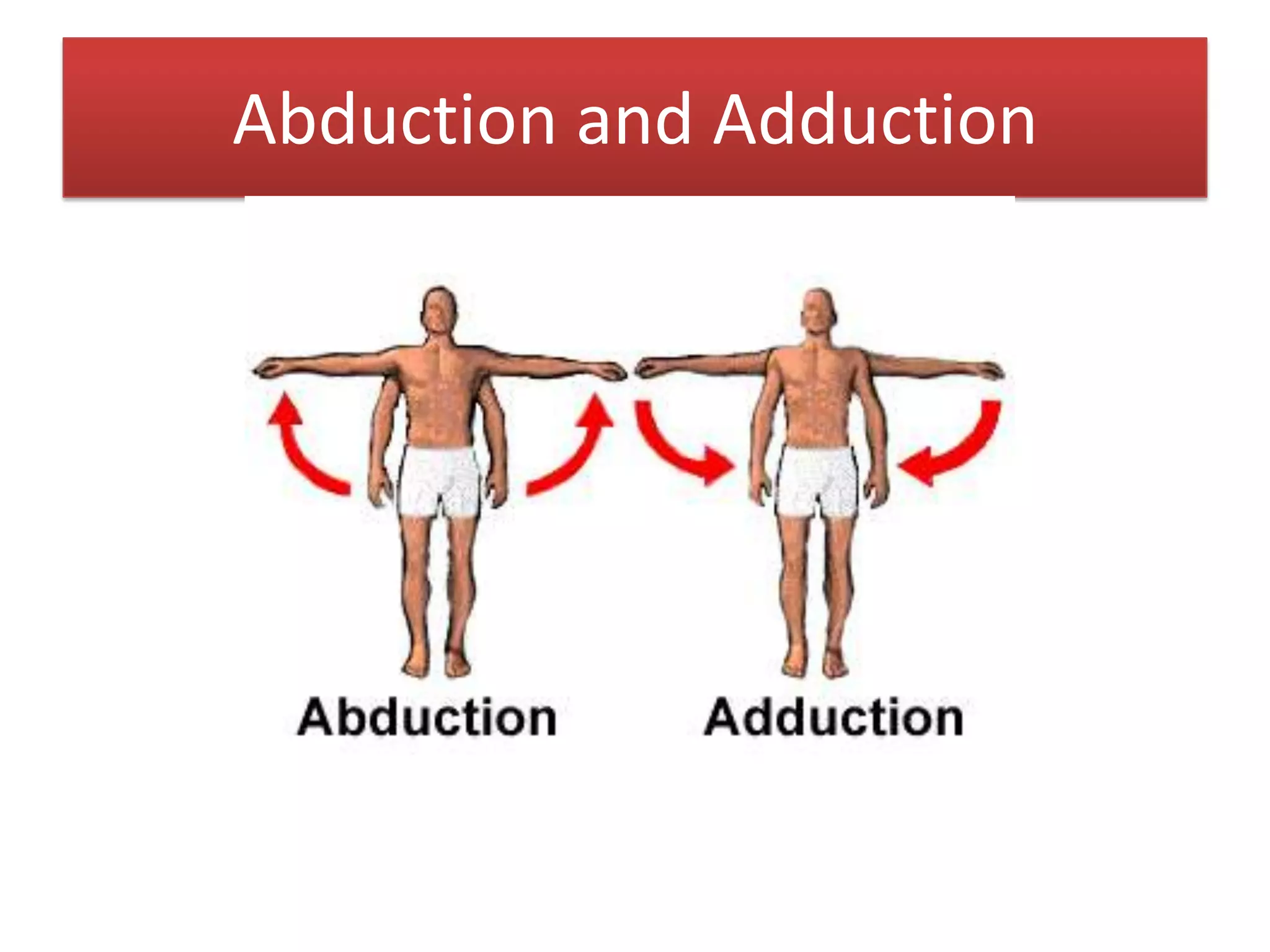 Abduction and Adduction