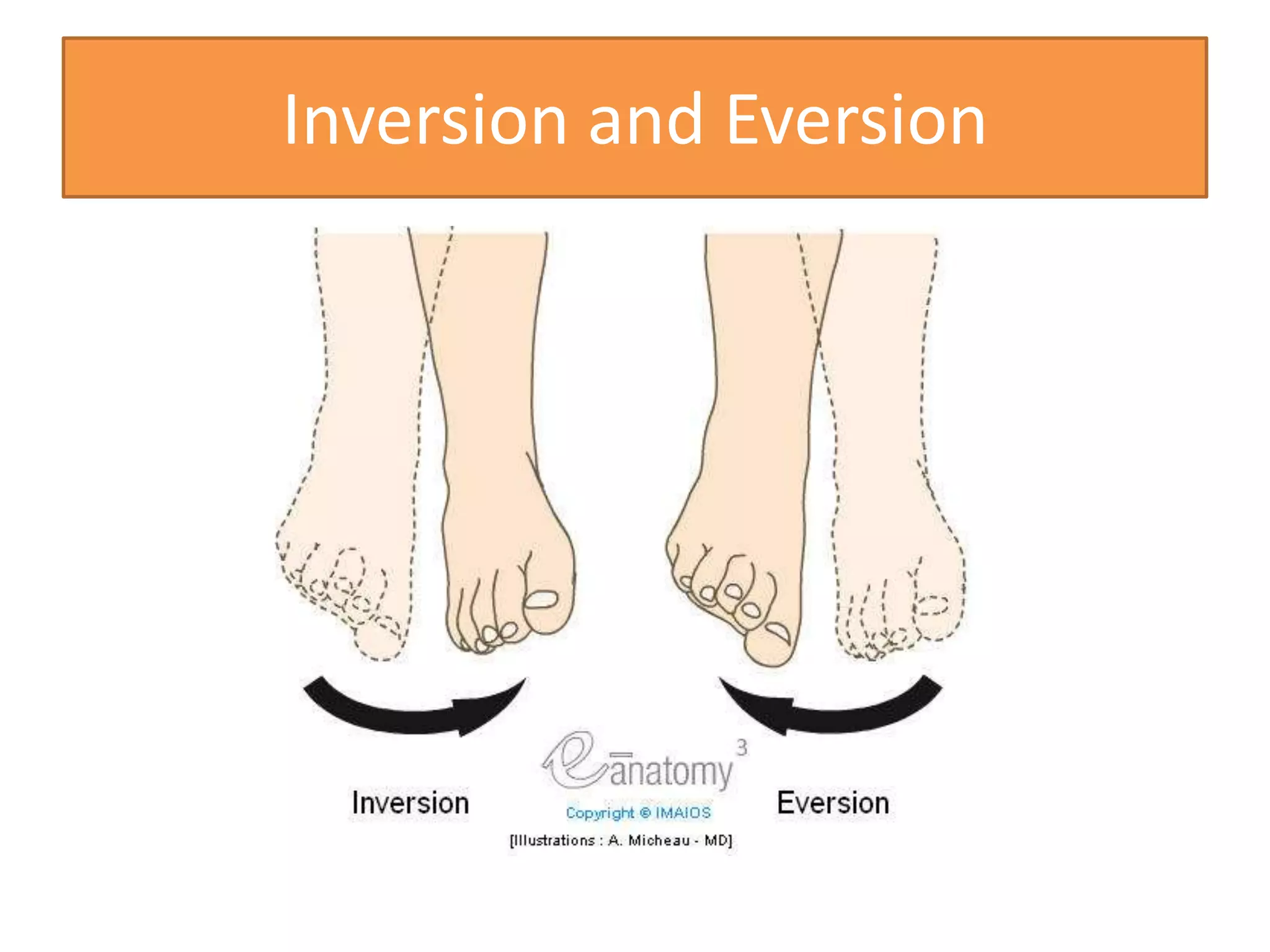 Inversion and Eversion