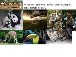 At the zoo there were: Zebras, giraffes ,hippos, lions, camels, koalas...