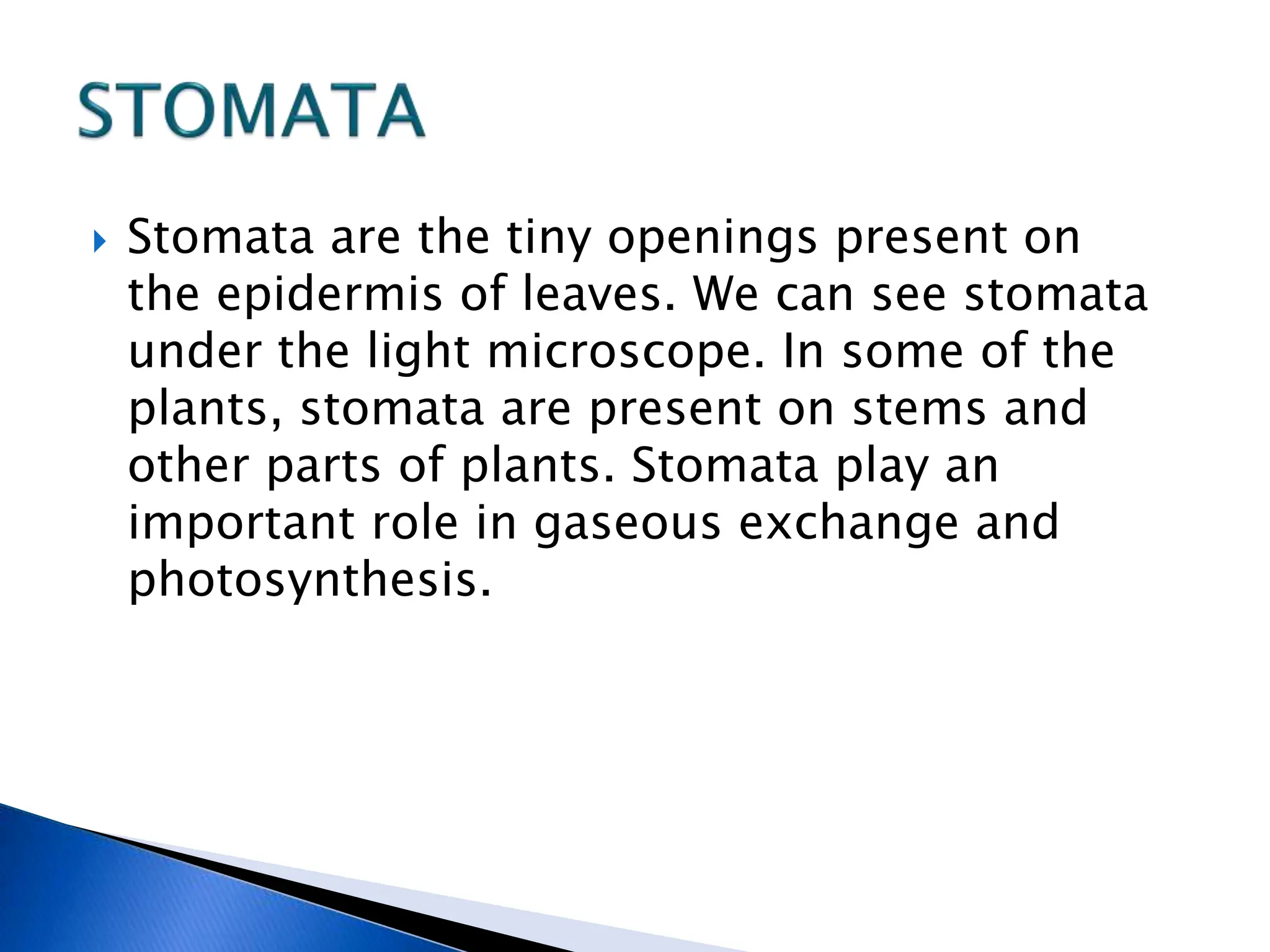  Stomata are the tiny openings present on
the epidermis of leaves. We can see stomata
under the light microscope. In some of the
plants, stomata are present on stems and
other parts of plants. Stomata play an
important role in gaseous exchange and
photosynthesis.
 
