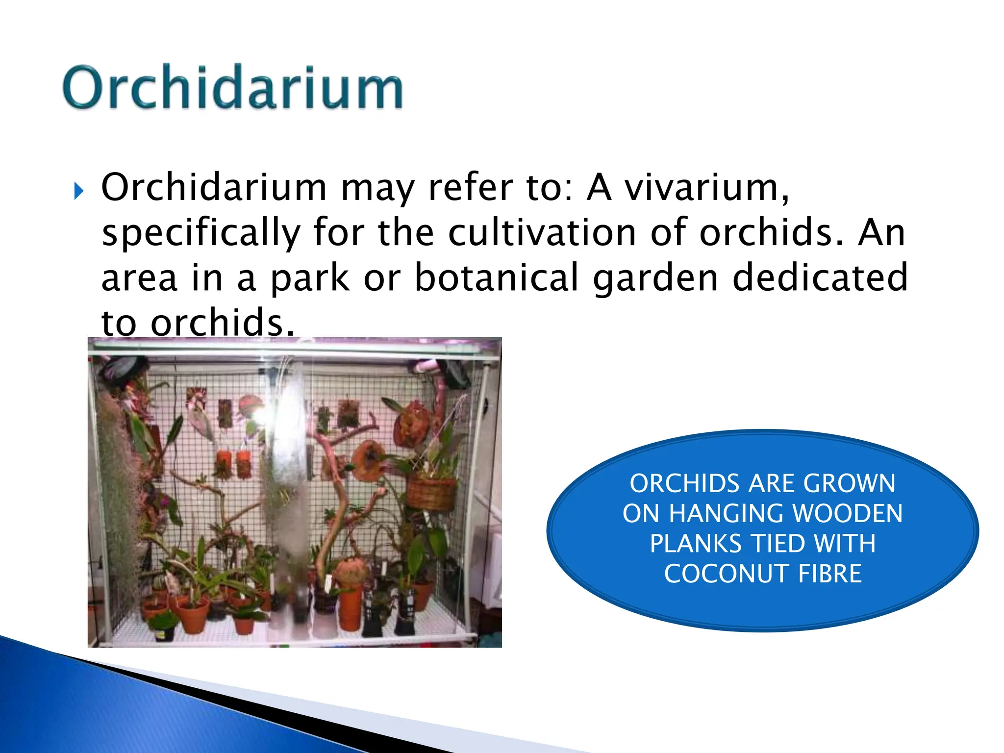  Orchidarium may refer to: A vivarium,
specifically for the cultivation of orchids. An
area in a park or botanical garden dedicated
to orchids.
ORCHIDS ARE GROWN
ON HANGING WOODEN
PLANKS TIED WITH
COCONUT FIBRE
 