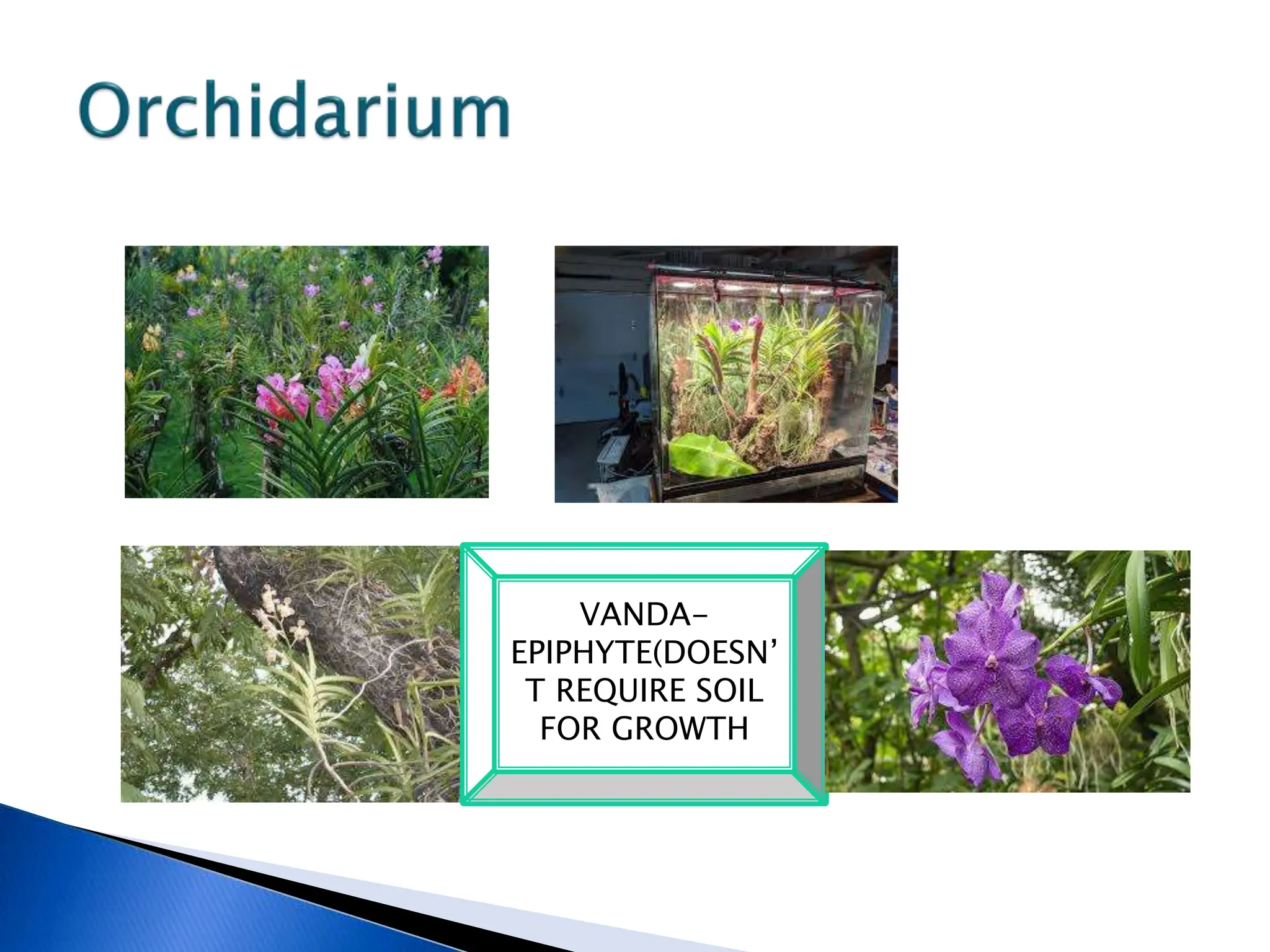VANDA-
EPIPHYTE(DOESN’
T REQUIRE SOIL
FOR GROWTH
 