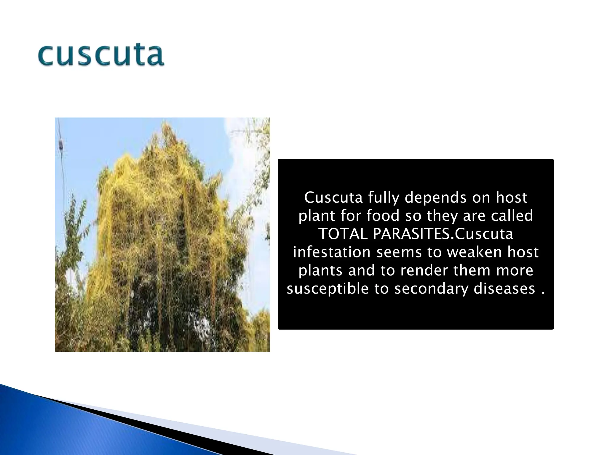Cuscuta fully depends on host
plant for food so they are called
TOTAL PARASITES.Cuscuta
infestation seems to weaken host
plants and to render them more
susceptible to secondary diseases .
 