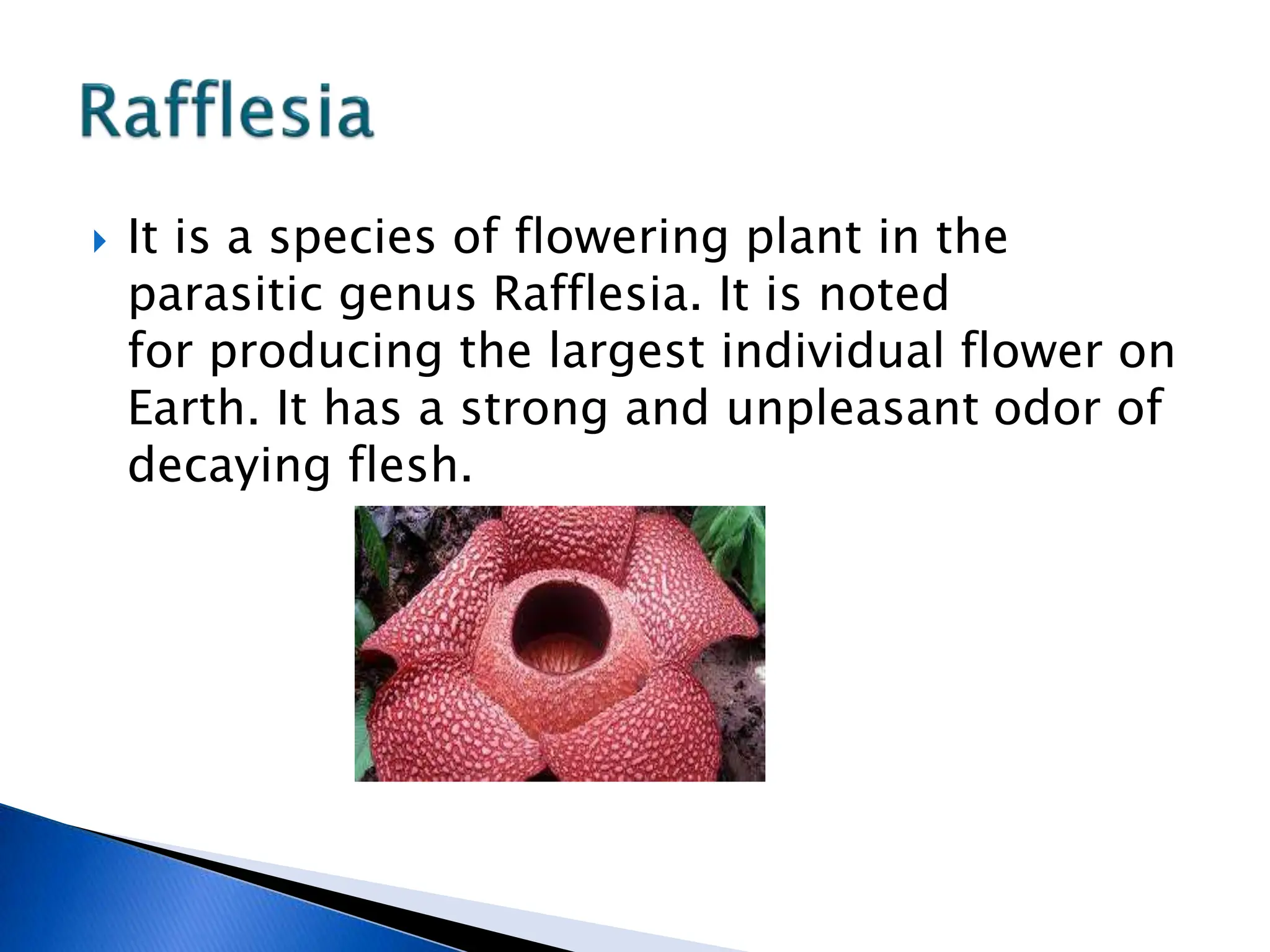  It is a species of flowering plant in the
parasitic genus Rafflesia. It is noted
for producing the largest individual flower on
Earth. It has a strong and unpleasant odor of
decaying flesh.
 
