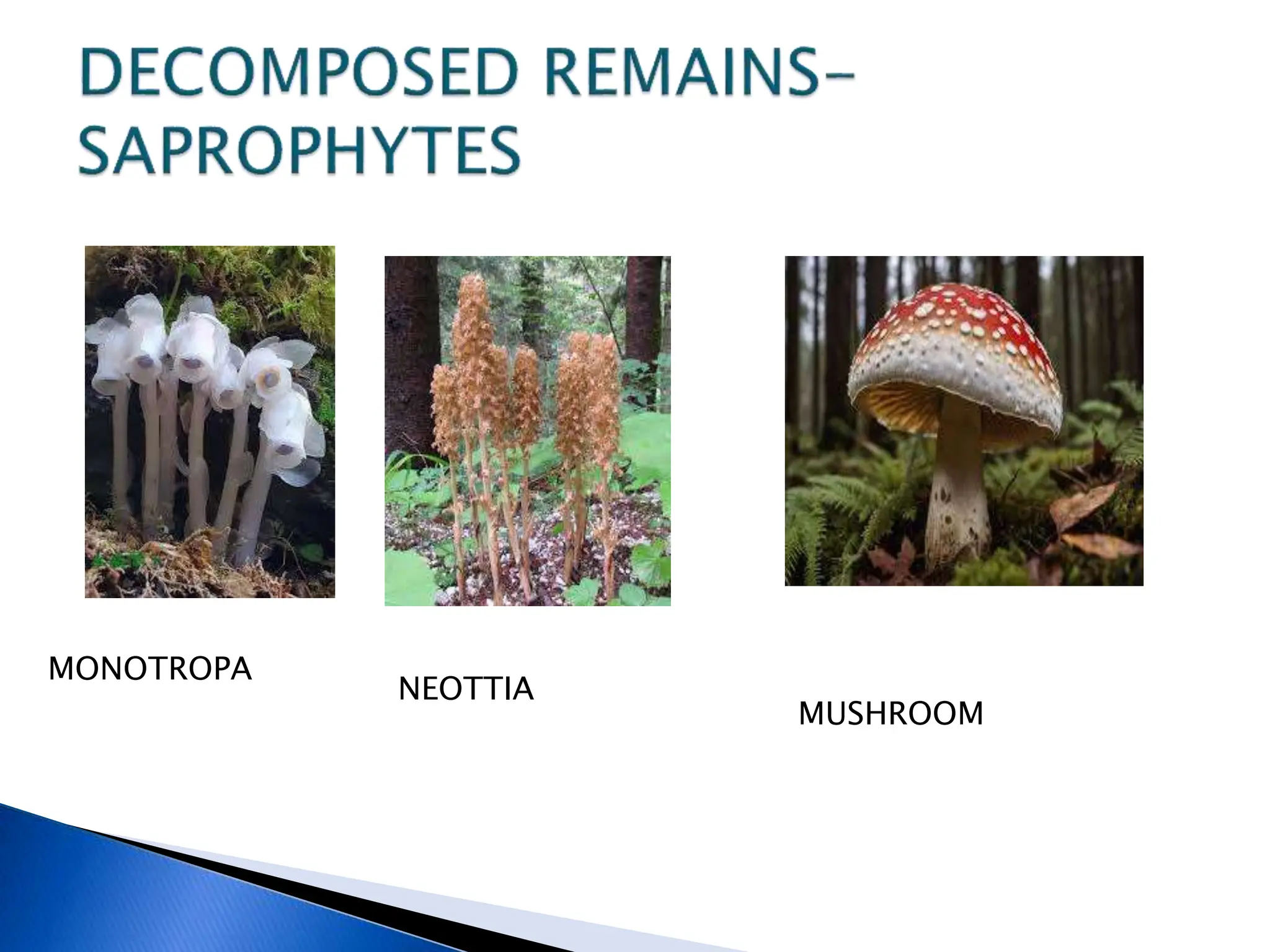 MONOTROPA
NEOTTIA
MUSHROOM
 