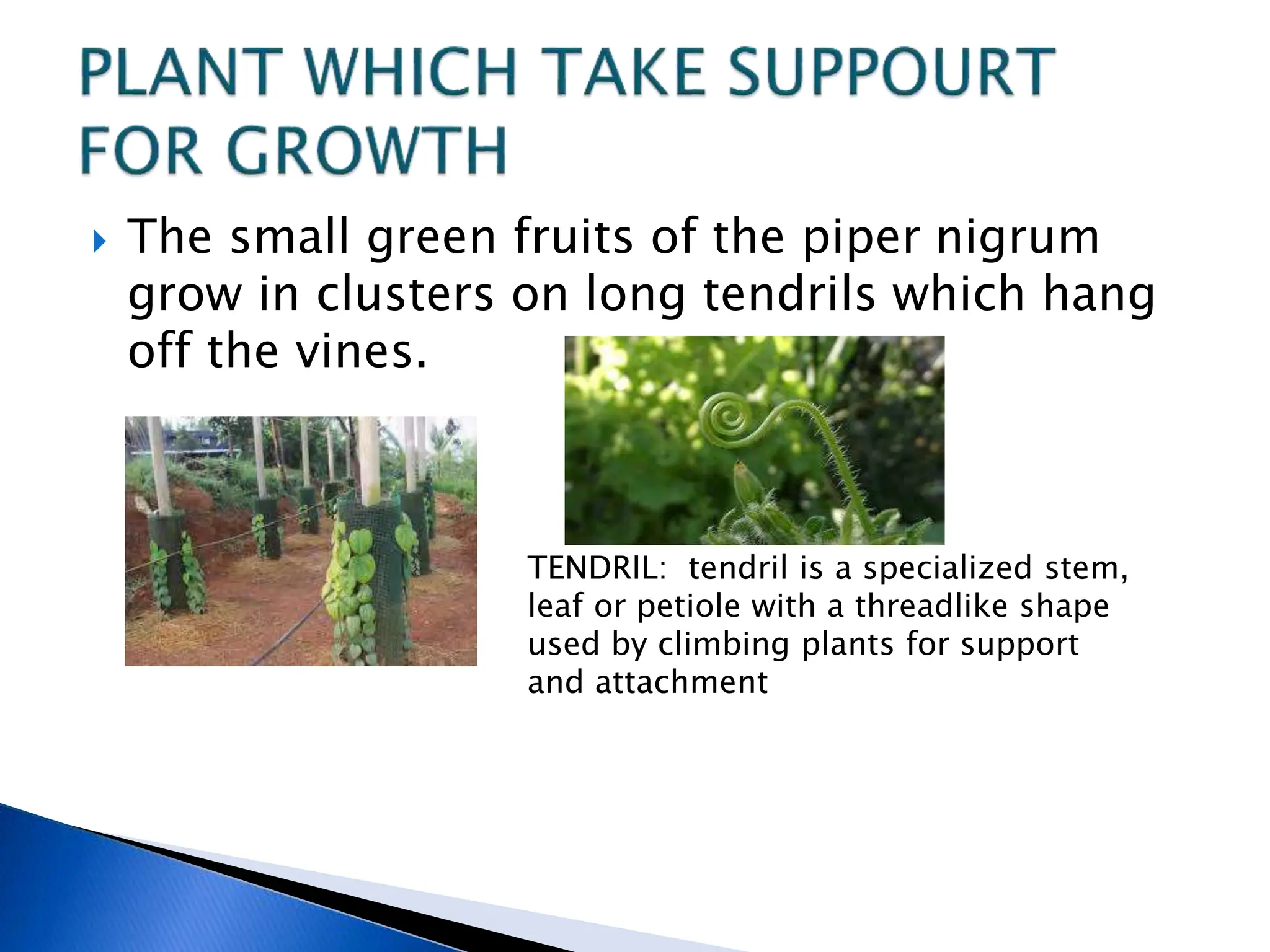  The small green fruits of the piper nigrum
grow in clusters on long tendrils which hang
off the vines.
TENDRIL: tendril is a specialized stem,
leaf or petiole with a threadlike shape
used by climbing plants for support
and attachment
 