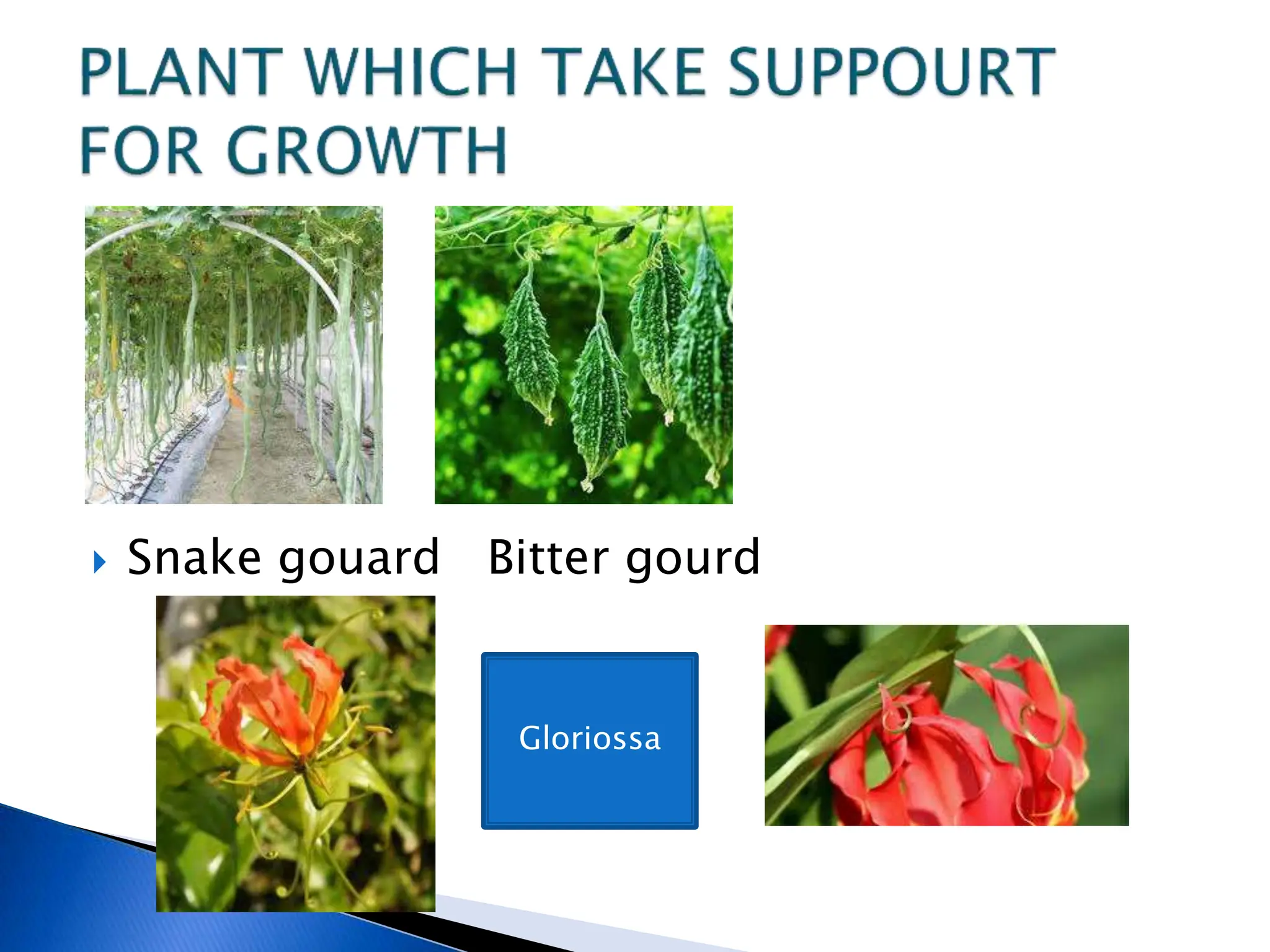 
 Snake gouard Bitter gourd
Gloriossa
 