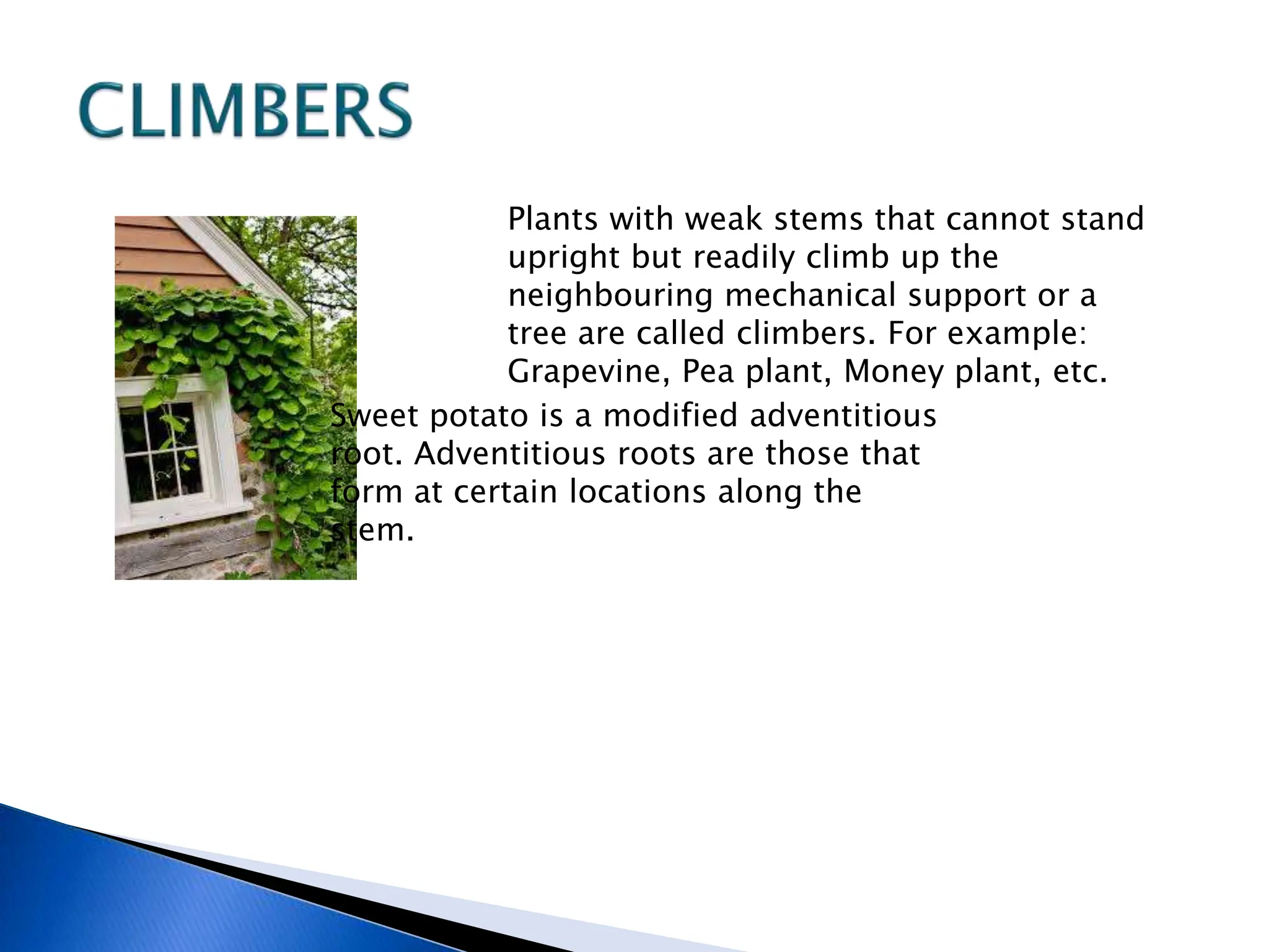 Plants with weak stems that cannot stand
upright but readily climb up the
neighbouring mechanical support or a
tree are called climbers. For example:
Grapevine, Pea plant, Money plant, etc.
Sweet potato is a modified adventitious
root. Adventitious roots are those that
form at certain locations along the
stem.
 