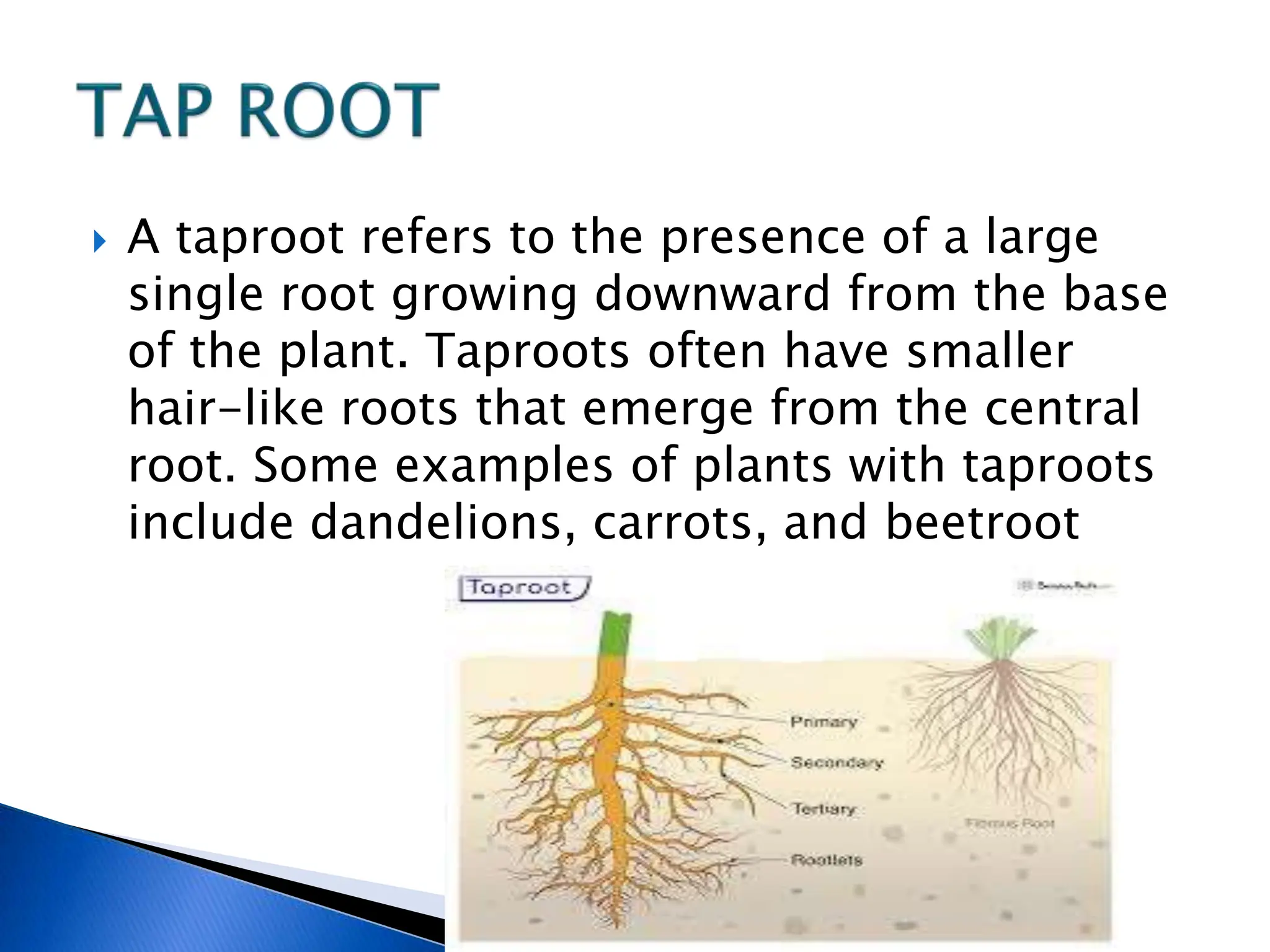  A taproot refers to the presence of a large
single root growing downward from the base
of the plant. Taproots often have smaller
hair-like roots that emerge from the central
root. Some examples of plants with taproots
include dandelions, carrots, and beetroot
 
