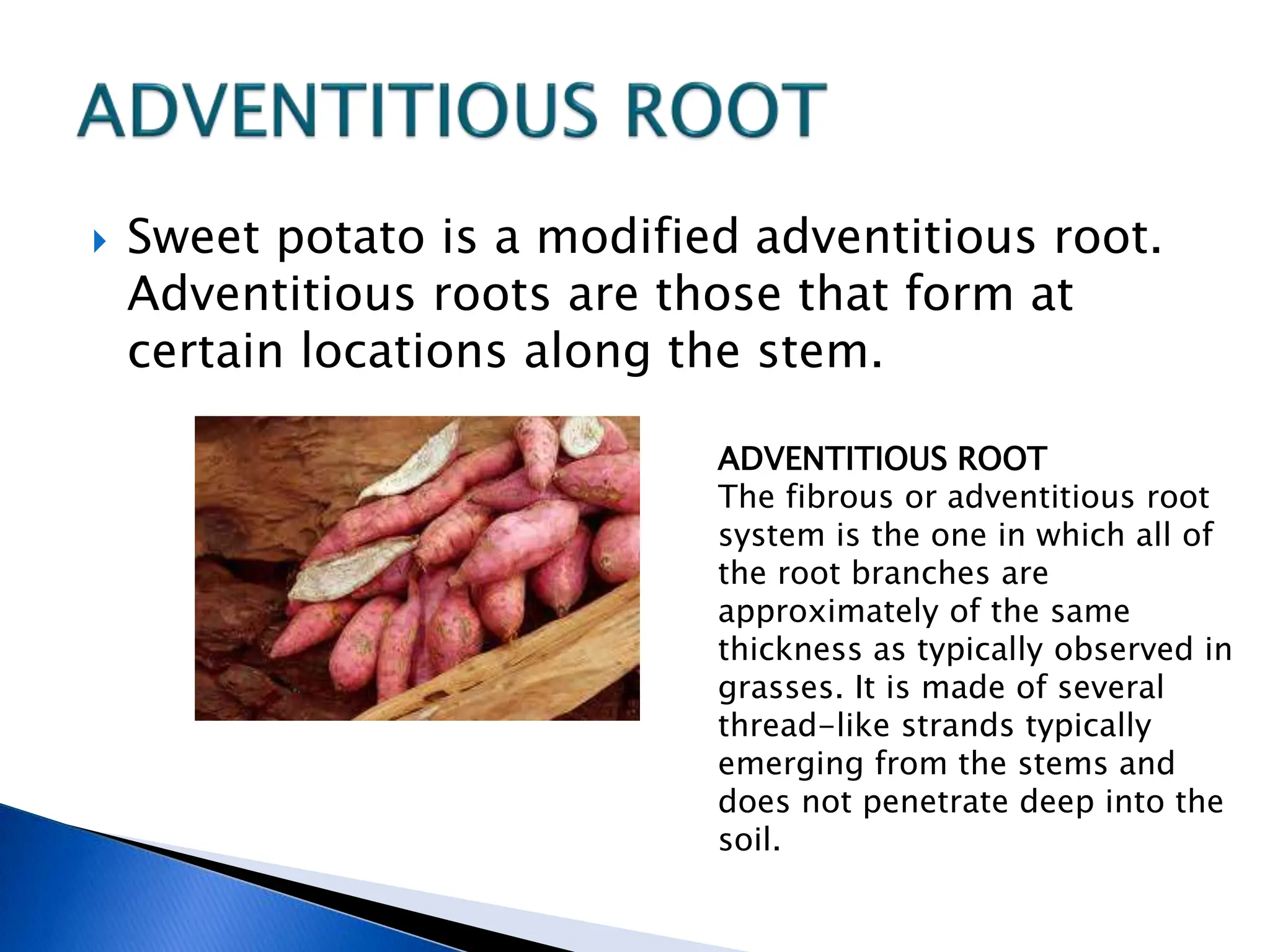  Sweet potato is a modified adventitious root.
Adventitious roots are those that form at
certain locations along the stem.
ADVENTITIOUS ROOT
The fibrous or adventitious root
system is the one in which all of
the root branches are
approximately of the same
thickness as typically observed in
grasses. It is made of several
thread-like strands typically
emerging from the stems and
does not penetrate deep into the
soil.
 