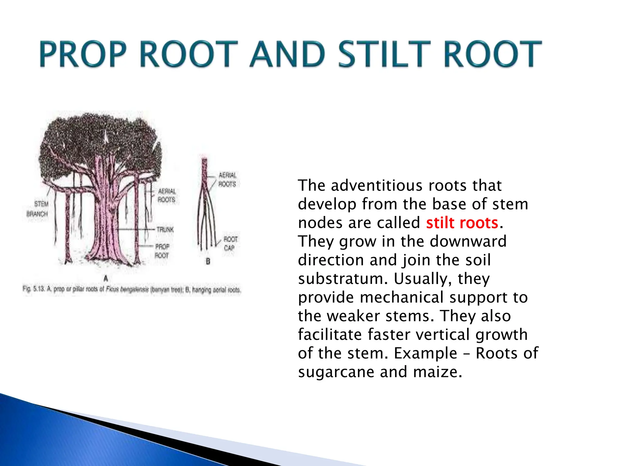 The adventitious roots that
develop from the base of stem
nodes are called stilt roots.
They grow in the downward
direction and join the soil
substratum. Usually, they
provide mechanical support to
the weaker stems. They also
facilitate faster vertical growth
of the stem. Example – Roots of
sugarcane and maize.
 