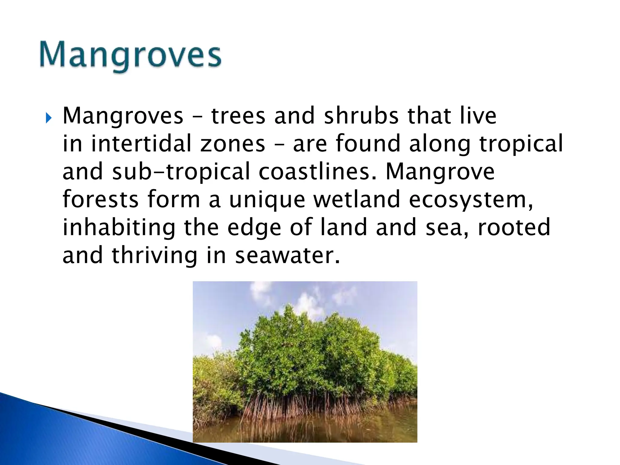  Mangroves – trees and shrubs that live
in intertidal zones – are found along tropical
and sub-tropical coastlines. Mangrove
forests form a unique wetland ecosystem,
inhabiting the edge of land and sea, rooted
and thriving in seawater.
 