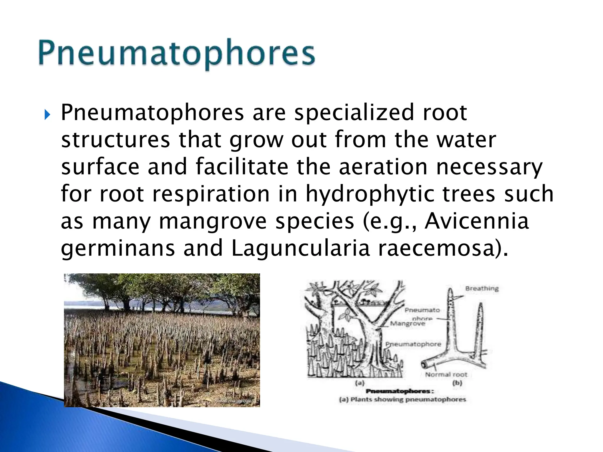  Pneumatophores are specialized root
structures that grow out from the water
surface and facilitate the aeration necessary
for root respiration in hydrophytic trees such
as many mangrove species (e.g., Avicennia
germinans and Laguncularia raecemosa).
 