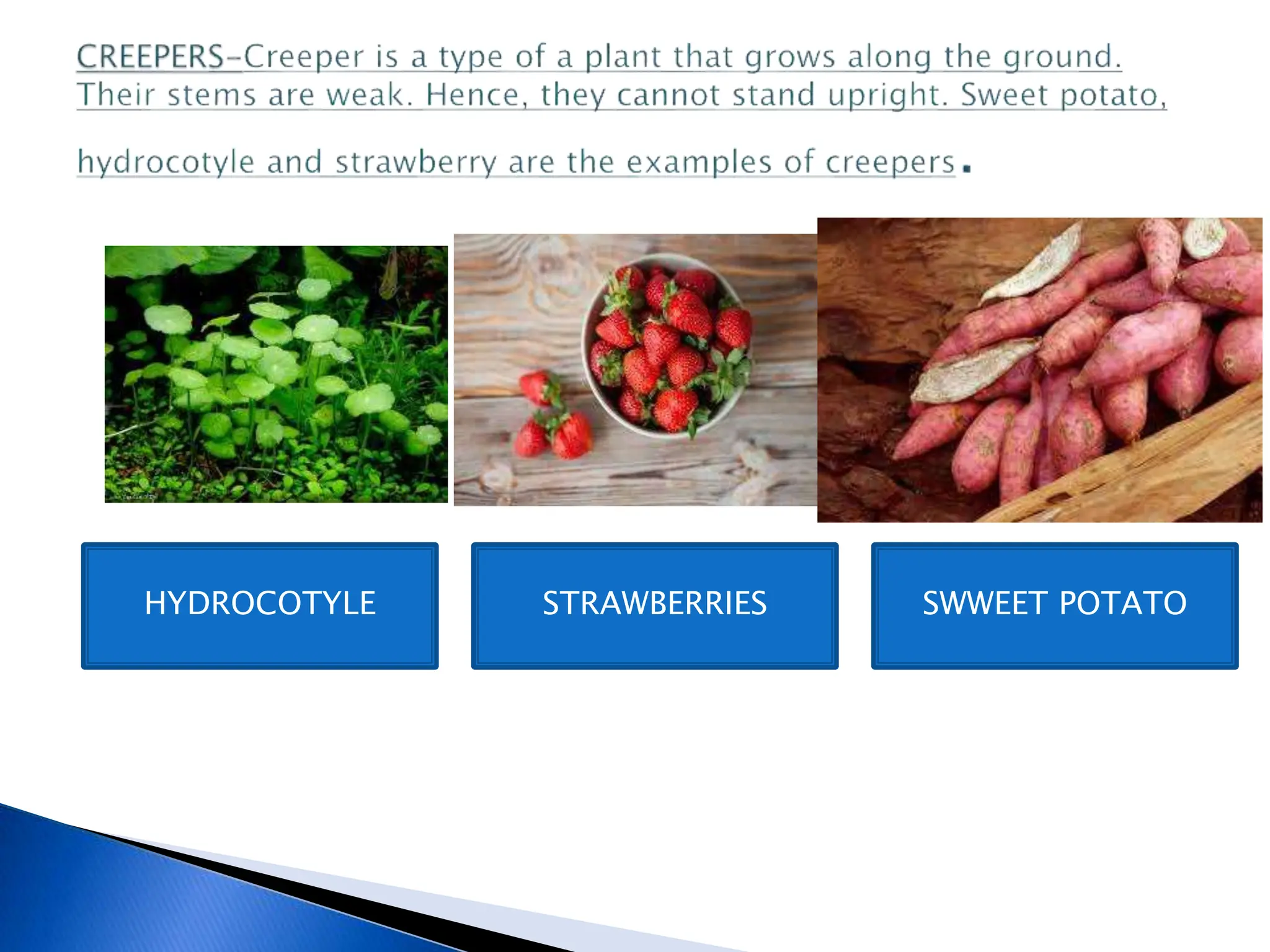 HYDROCOTYLE STRAWBERRIES SWWEET POTATO
 