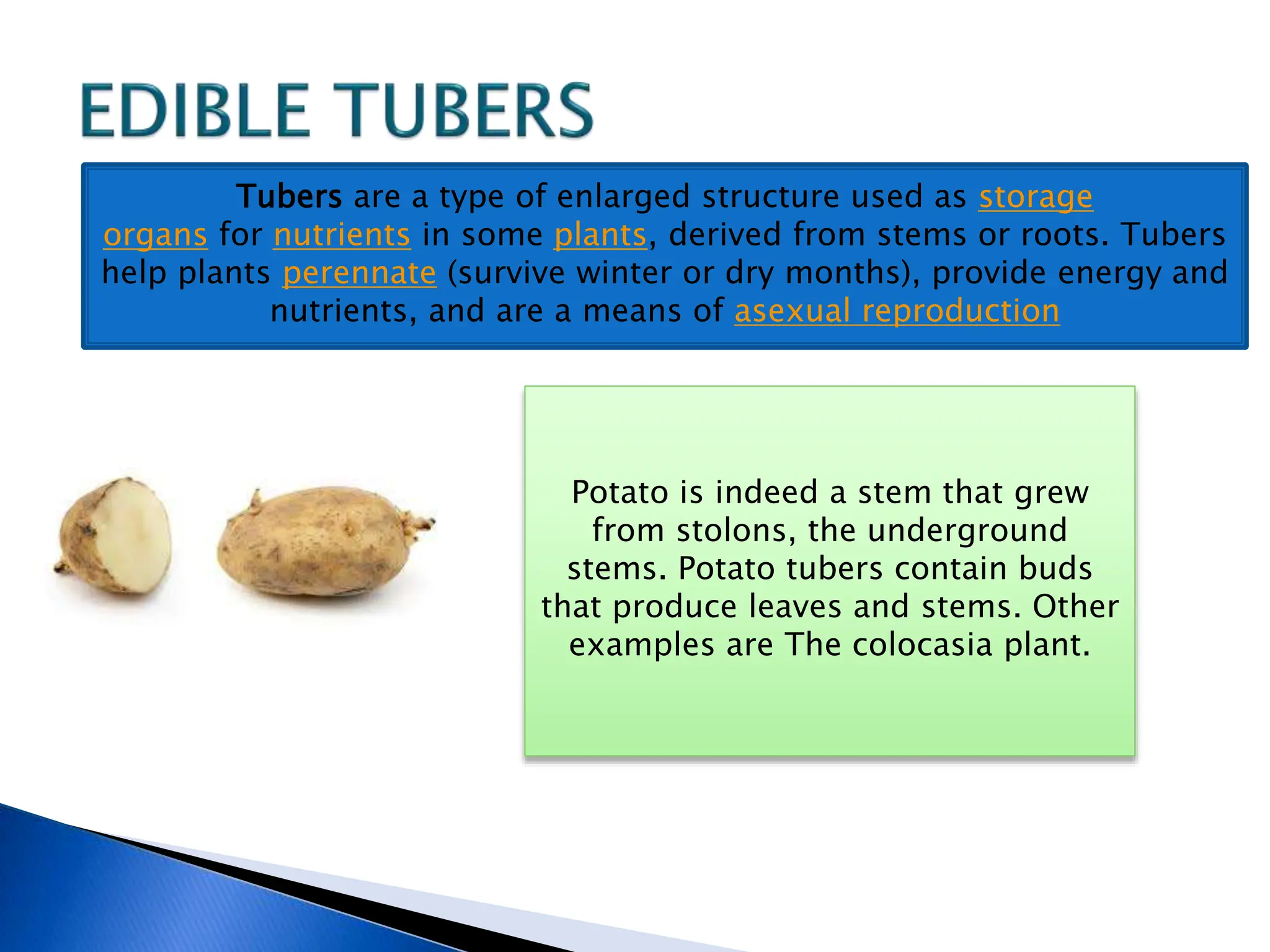 Tubers are a type of enlarged structure used as storage
organs for nutrients in some plants, derived from stems or roots. Tubers
help plants perennate (survive winter or dry months), provide energy and
nutrients, and are a means of asexual reproduction
Potato is indeed a stem that grew
from stolons, the underground
stems. Potato tubers contain buds
that produce leaves and stems. Other
examples are The colocasia plant.
 