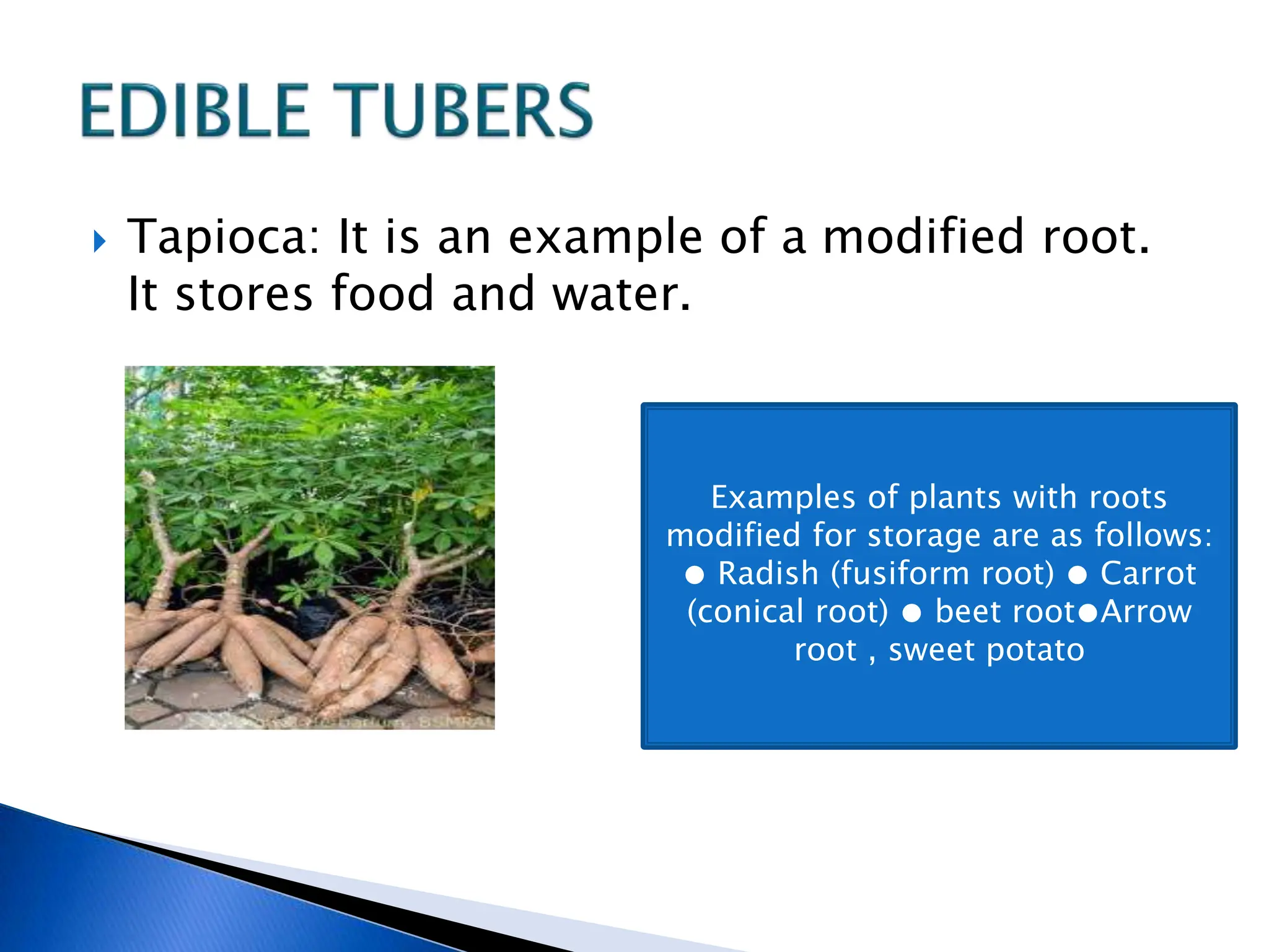  Tapioca: It is an example of a modified root.
It stores food and water.
Examples of plants with roots
modified for storage are as follows:
● Radish (fusiform root) ● Carrot
(conical root) ● beet root●Arrow
root , sweet potato
 