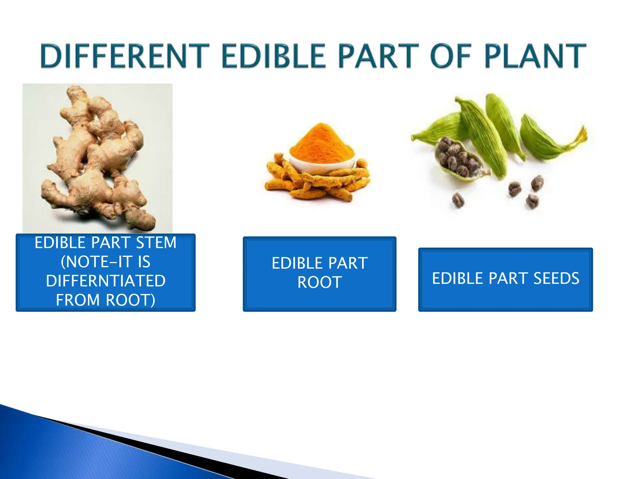 EDIBLE PART STEM
(NOTE-IT IS
DIFFERNTIATED
FROM ROOT)
EDIBLE PART
ROOT EDIBLE PART SEEDS
 