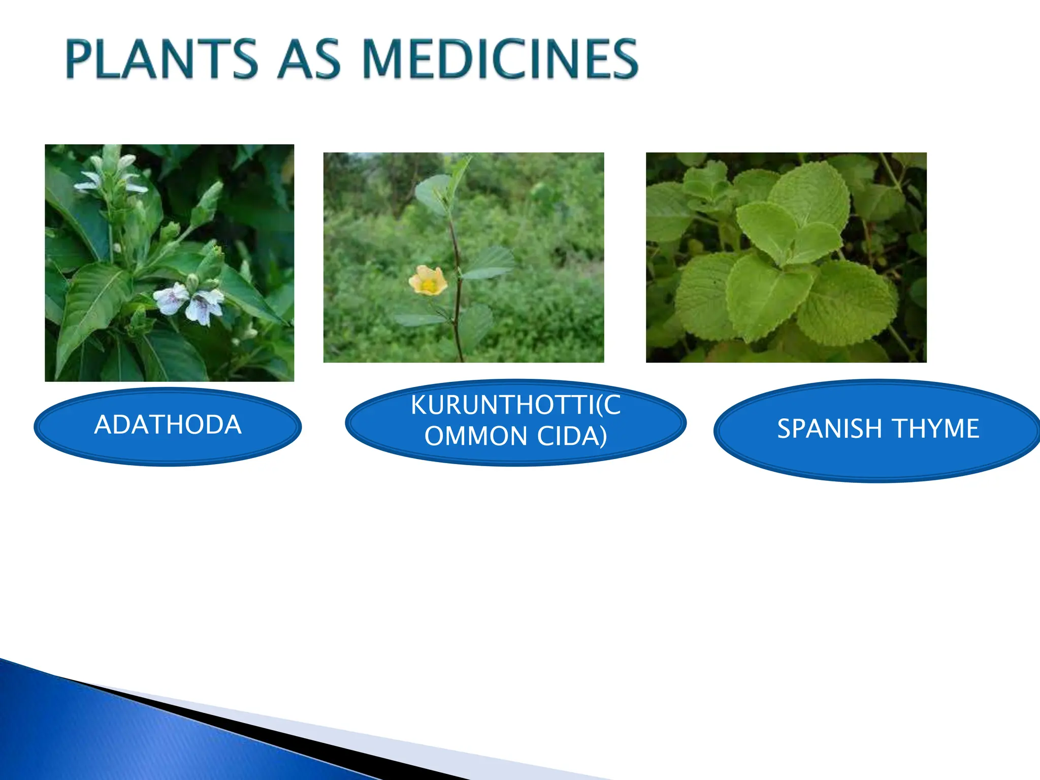 ADATHODA
KURUNTHOTTI(C
OMMON CIDA) SPANISH THYME
 