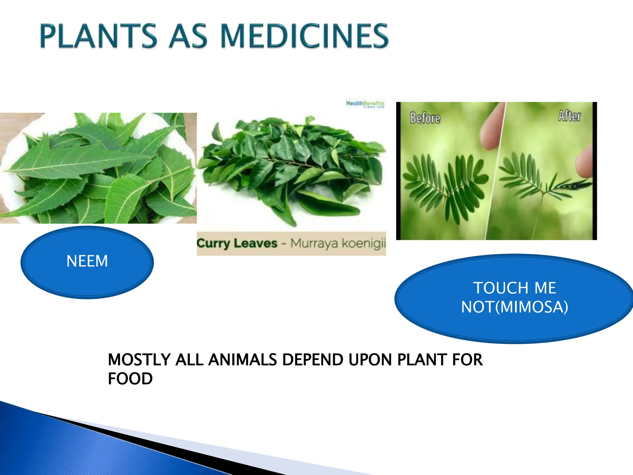 NEEM
TOUCH ME
NOT(MIMOSA)
MOSTLY ALL ANIMALS DEPEND UPON PLANT FOR
FOOD
 