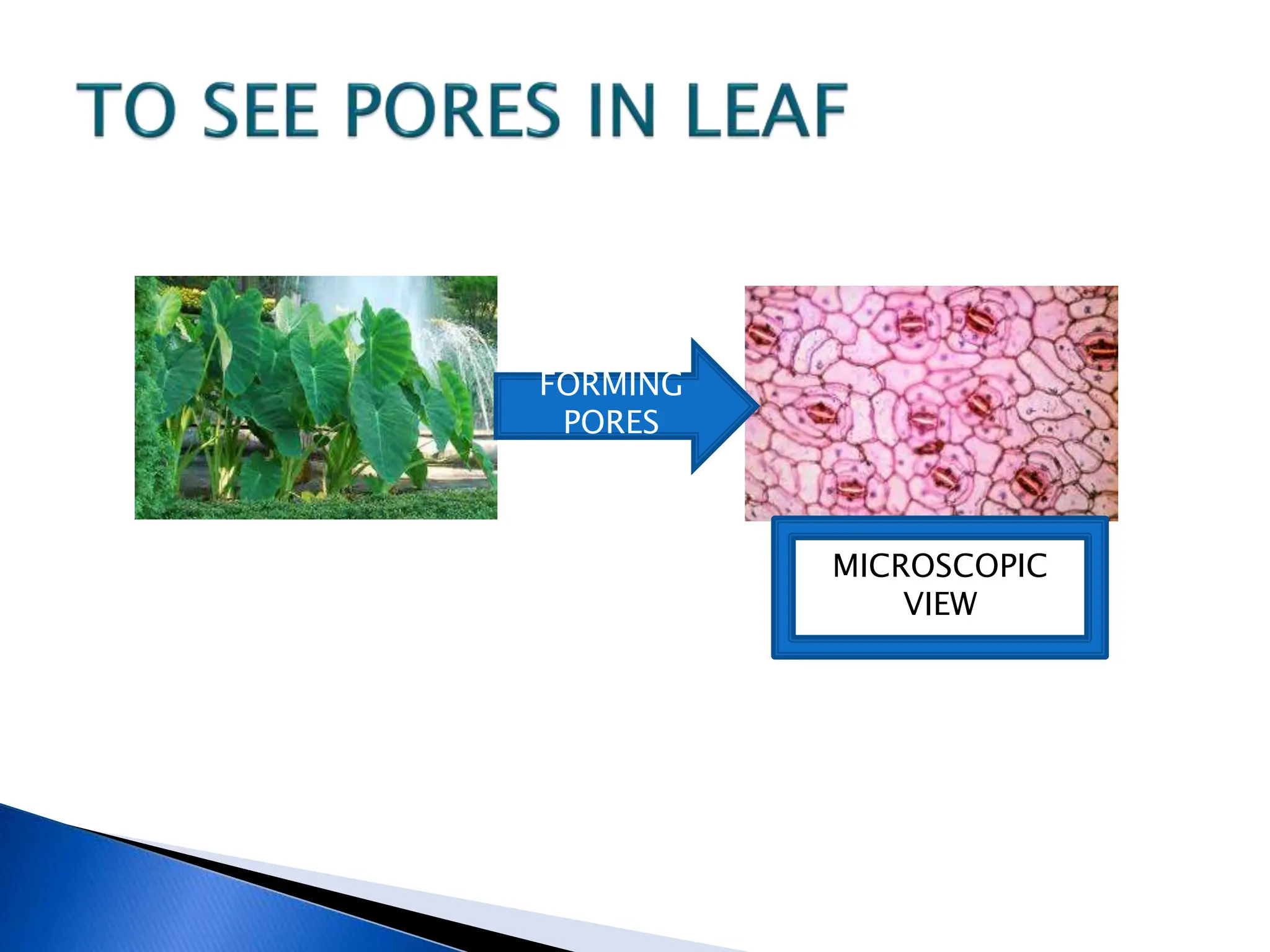 FORMING
PORES
MICROSCOPIC
VIEW
 