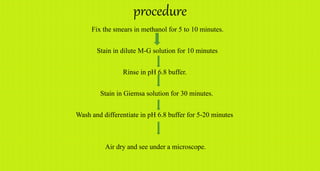 procedure
Fix the smears in methanol for 5 to 10 minutes.
Stain in dilute M-G solution for 10 minutes
Rinse in pH 6.8 buffer.
Stain in Giemsa solution for 30 minutes.
Wash and differentiate in pH 6.8 buffer for 5-20 minutes
Air dry and see under a microscope.
 