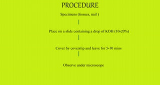 PROCEDURE
Specimens (tissues, nail )
Place on a slide containing a drop of KOH (10-20%)
Cover by coverslip and leave for 5-10 mins
Observe under microscope
 