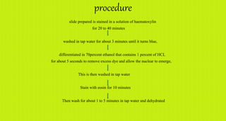 procedure
slide prepared is stained in a solution of haematoxylin
for 20 to 40 minutes
washed in tap water for about 3 minutes until it turns blue,
differentiated in 70percent ethanol that contains 1 percent of HCL
for about 5 seconds to remove excess dye and allow the nuclear to emerge,
This is then washed in tap water
Stain with eosin for 10 minutes
Then wash for about 1 to 5 minutes in tap water and dehydrated
 