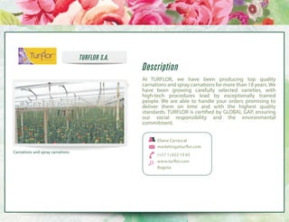 TURFLOR S.A.

Description
At TURFLOR, we have been producing top quality
carnations and spray carnations for more than 18 years. We
have been growing carefully selected varieties, with
high-tech procedures lead by exceptionally trained
people. We are able to handle your orders promising to
deliver them on time and with the highest quality
standards. TURFLOR is certified by GLOBAL GAP, ensuring
our social responsibility and the environmental
commitment.
Eliana Carrascal
marketing@turflor.com

Carnations and spray carnations

(+57 1) 622 13 65
www.turflor.com
Bogota

 