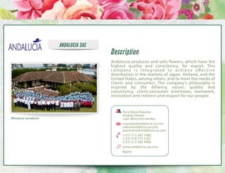 ANDALUCIA SAS

Description
Andalucía produces and sells flowers, which have the
highest quality and consistency, for export. This
c o m p a n y i s i n t e g r a t e d t o a c h i e v e e ff e c t i v e
distribution in the markets of Japan, Holland, and the
United States, among others, and to meet the needs of
clients and consumers. The company’s philosophy is
inspired by the follwing values: quality and
consistency. client-consumer orientaion, teamwork,
innovation and interest and respect for our people.

Miniature carnations

Aura Rocio Naranjo
Angela Gomez
Juan Mario Fernandez
rnaranjo@andalucia-sa.com
sales@andalucia-sa.com
juanmario@andalucia-sa.com
(+57) 315 587 1680
(+57) 318 775 5187
(+57) 315 506 9996
www.andalucia-sas.com
Bgota

 