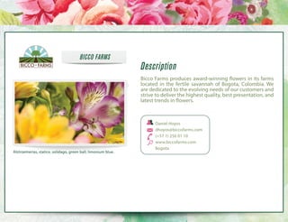BICCO FARMS

Description
Bicco Farms produces award-winning flowers in its farms
located in the fertile savannah of Bogota, Colombia. We
are dedicated to the evolving needs of our customers and
strive to deliver the highest quality, best presentation, and
latest trends in flowers.

Alstroemerias, statice, solidago, green ball, limonium blue.

Daniel Hoyos
dhoyos@biccofarms.com
(+57 1) 256 01 10
www.biccofarms.com
Bogota

 